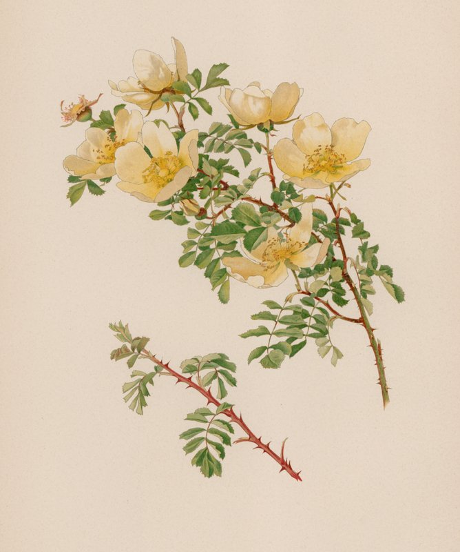 Rosa inglesa de English School