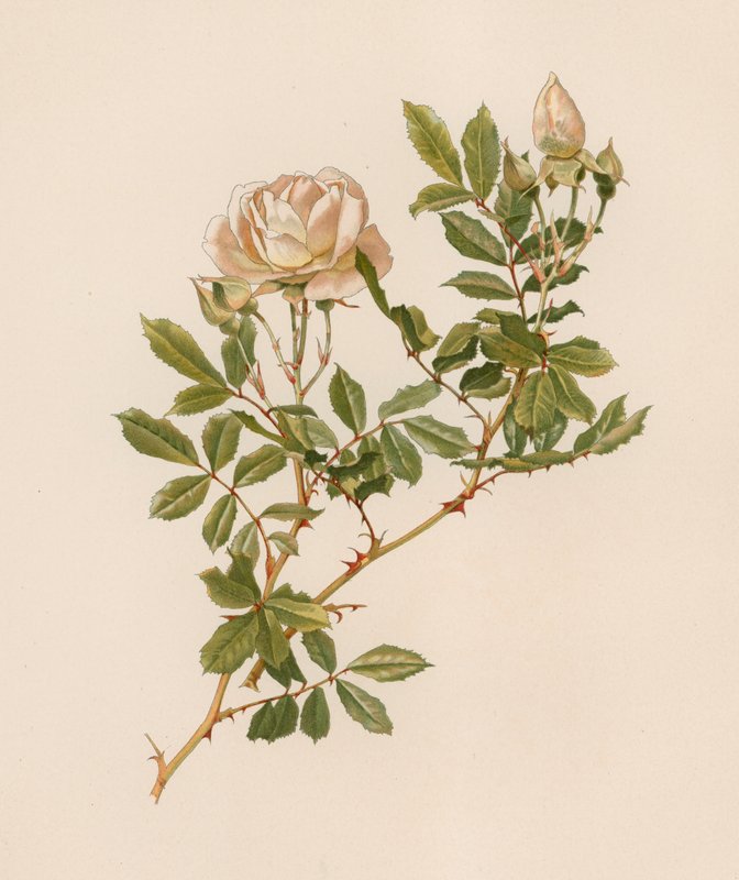 Rosa inglesa de English School