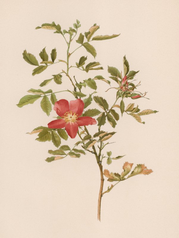 Rosa inglesa de English School