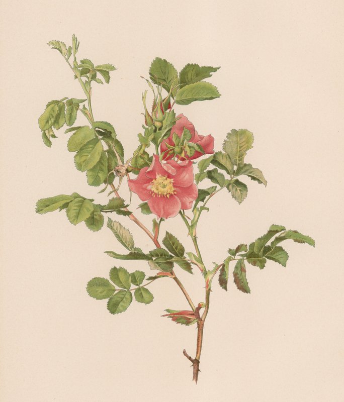 Rosa inglesa de English School
