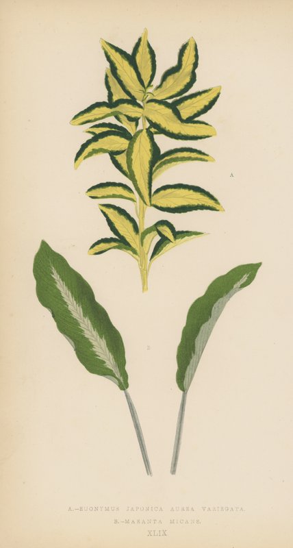 Euonymus japonica Aurea, Amarelo, Maranta micans de English School