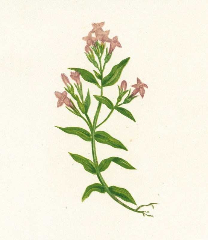Campo Gentiana, Gentiana Campestris de English School