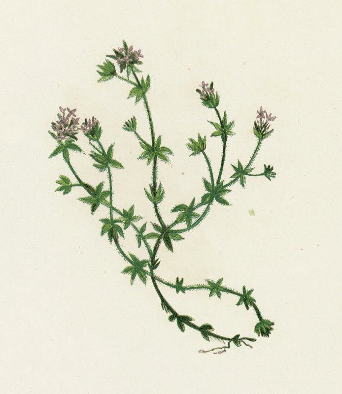 Campo Madder, Sherardia Arvensis de English School