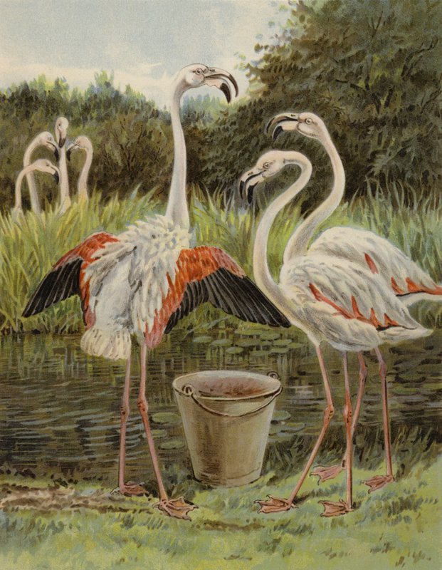 Flamingos alimentando de English School