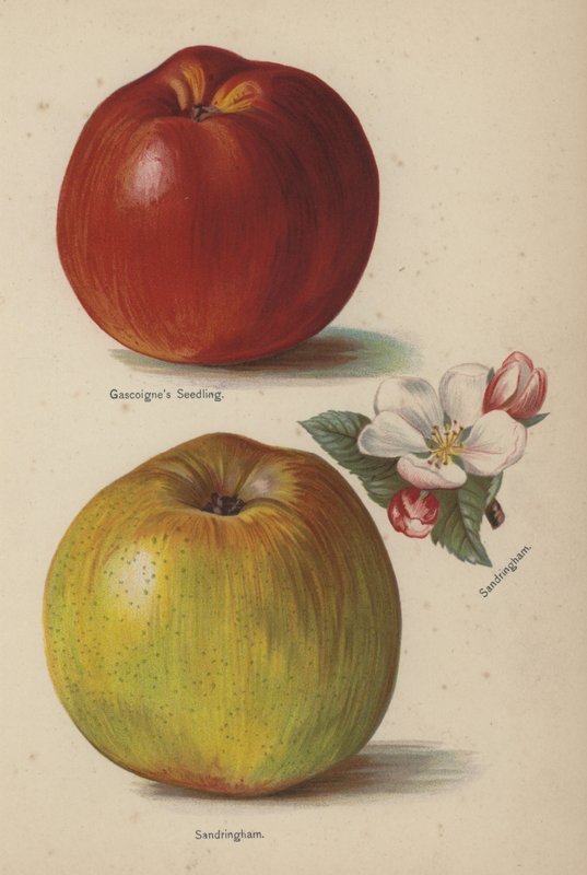 Mudas de Gascoignes, Sandringham de English School