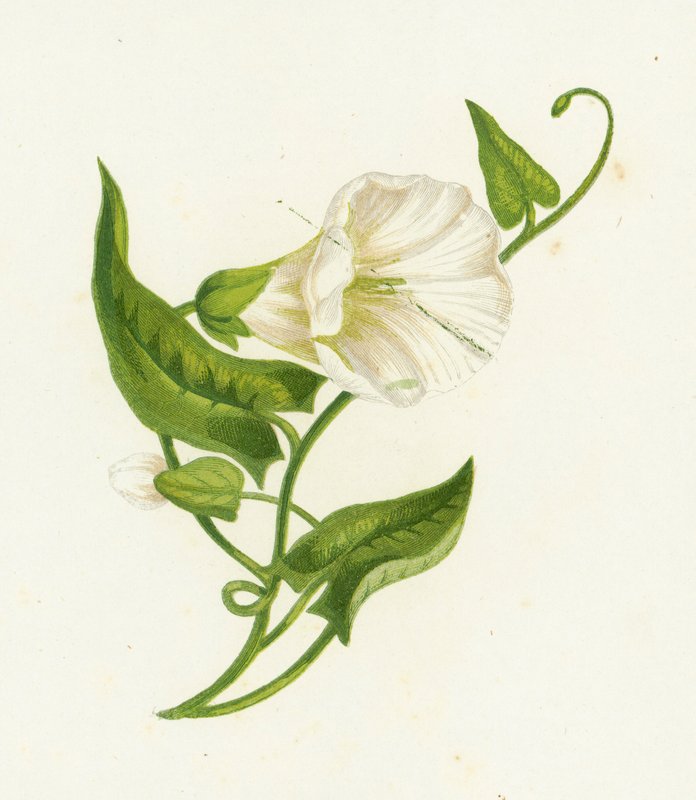 Grande Trepadeira, Convolvulus Sepium de English School