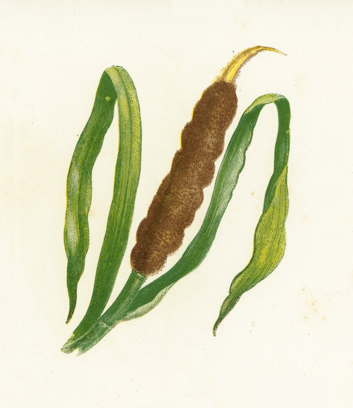 Grande Reed-Mace, ou cauda de gato, Typha Latifolia de English School