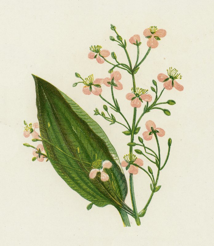 Banana da Grande Água, Alisma Plantago de English School