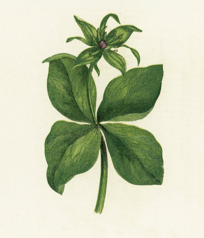 Herb Paris, Paris Quadrifolia de English School
