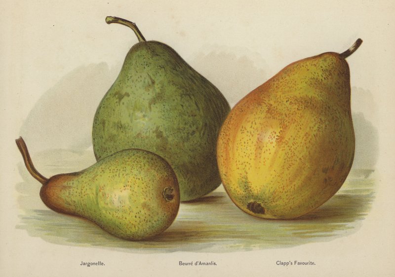 Jargão, Manteiga de Amanlis, Clapps Favorite de English School