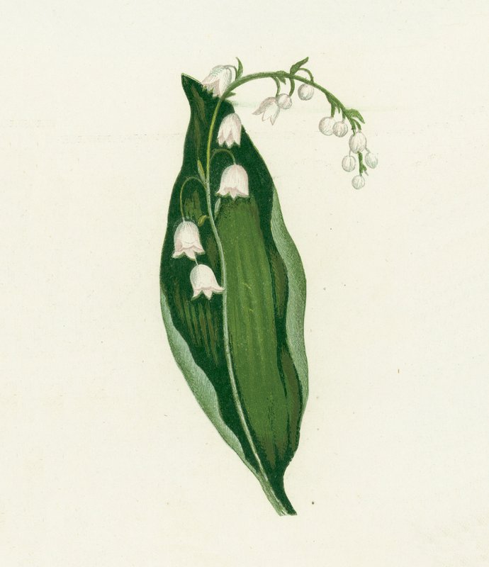 Lírio do Vale, Convallaria Majalis de English School
