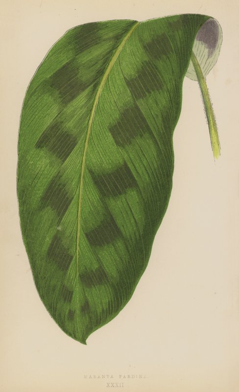Maranta Pardina de English School