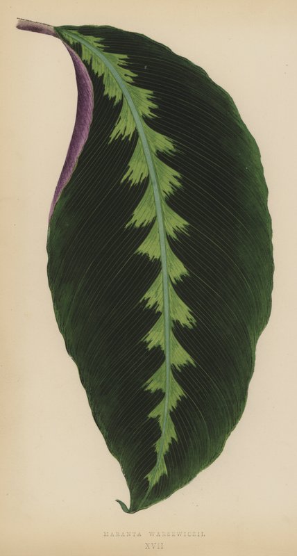 Maranta Warsewiczii de English School