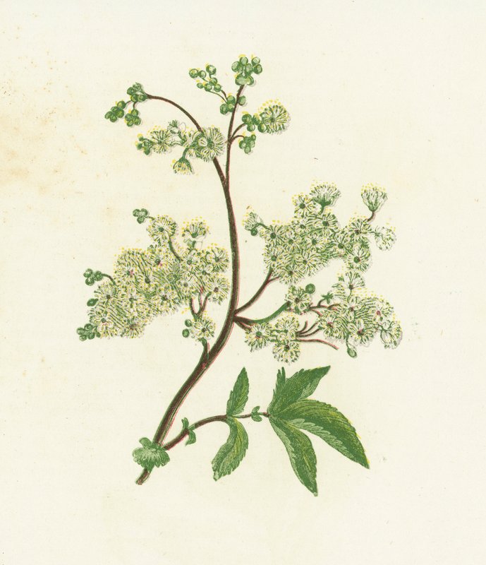 Meadow Sweet, ou Dropwort, Spiraea Ulmaria de English School