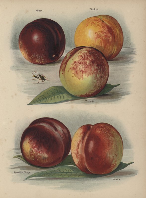 Milton, Goldoni, Victoria, Stanwick Elruge, Newton de English School