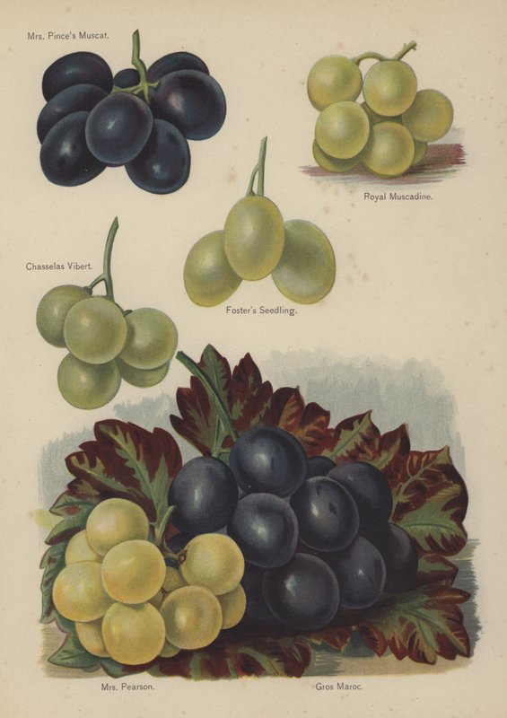 Sra. Pinces Muscat, Royal Muscadine, Chasselas Vibert, Foster Seedling, Sra. Pearson, Gros Maroc de English School