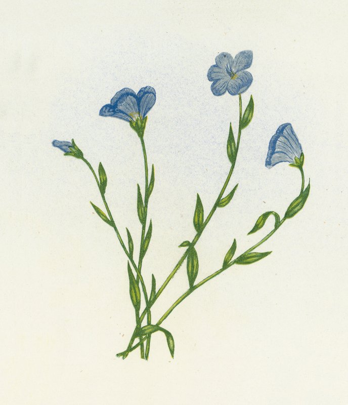 Linho pálido de folhas estreitas, Linum Angustifolium de English School