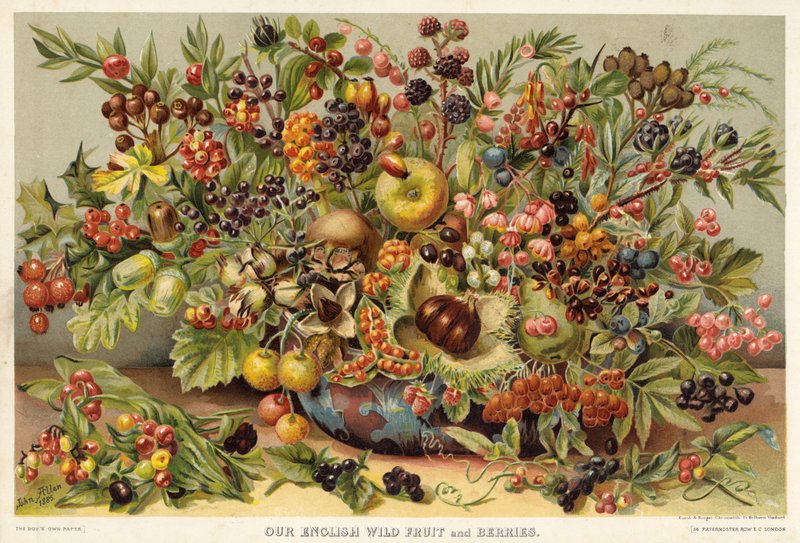 Nosso Inglês Wild Fruit e Bagas de English School