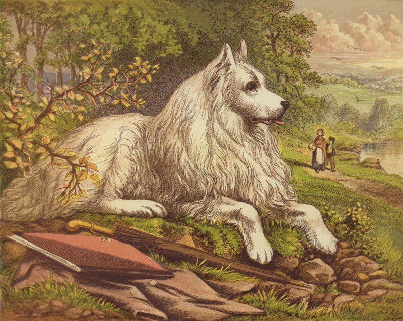 Cães de estimação de English School
