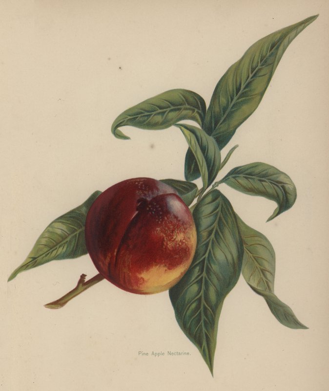 Nectarina de Maçã de Pinheiro de English School