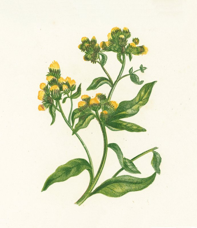 Ploughmans Spikenard, Inula Conyza de English School