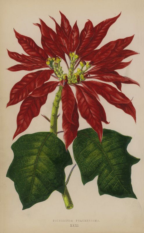 A mais bela poinsettia de English School