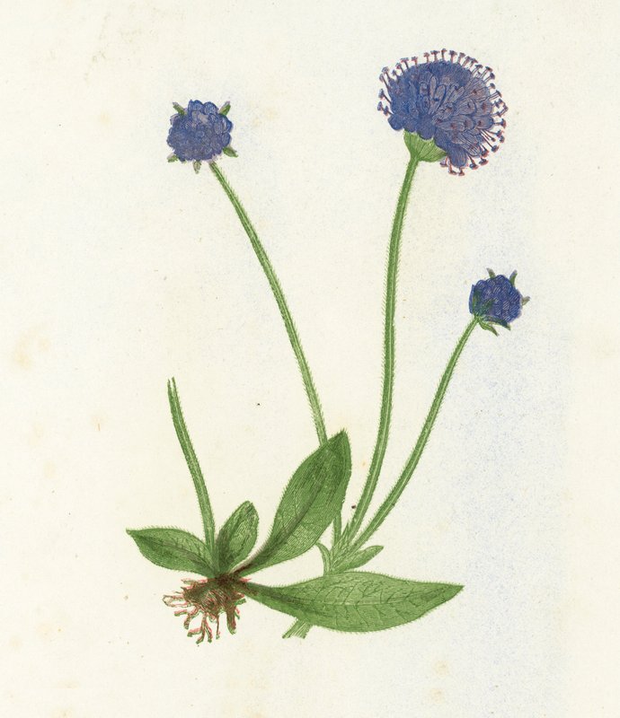 Premorse Scabious, Scabiosa Succisa de English School