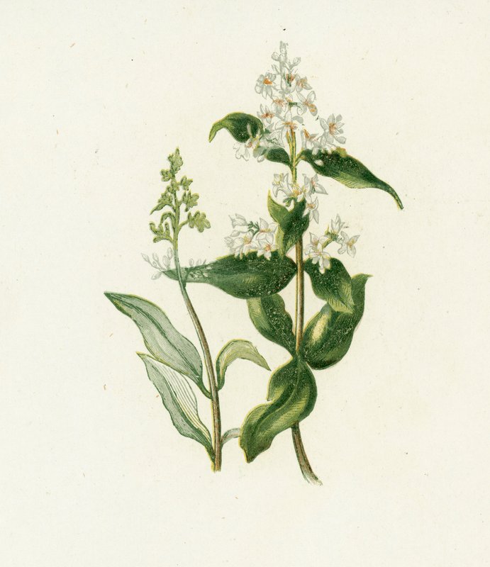Privet, Ligustrum Vulgare de English School