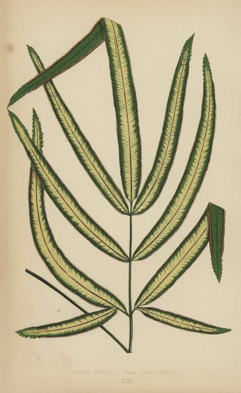 Pteris Cretica, Variedade Albo-Lineata de English School