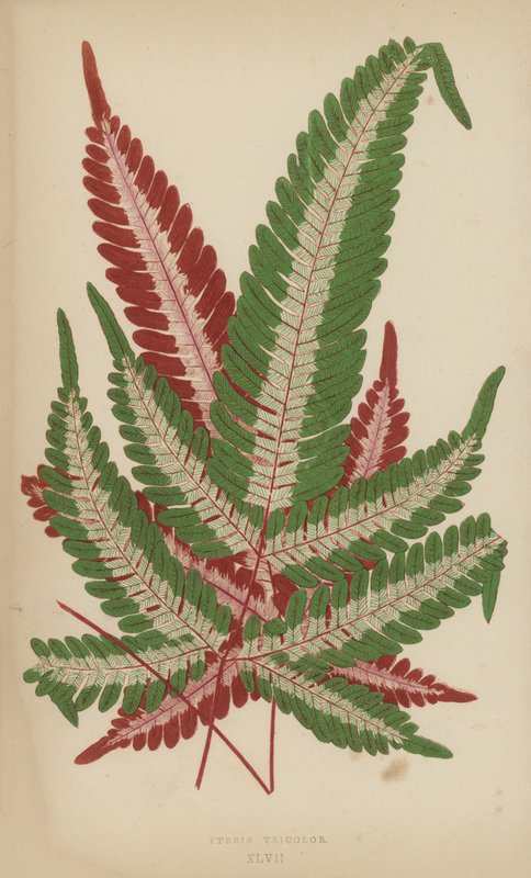 Pteris Tricolor de English School