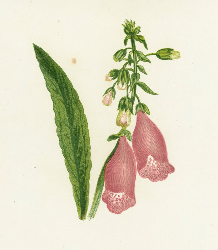 Dedaleira Roxa, Digitalis Purpurea de English School