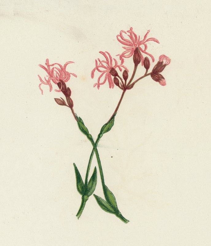 Robin esfarrapado, Lychnis Flos-Cuculi de English School