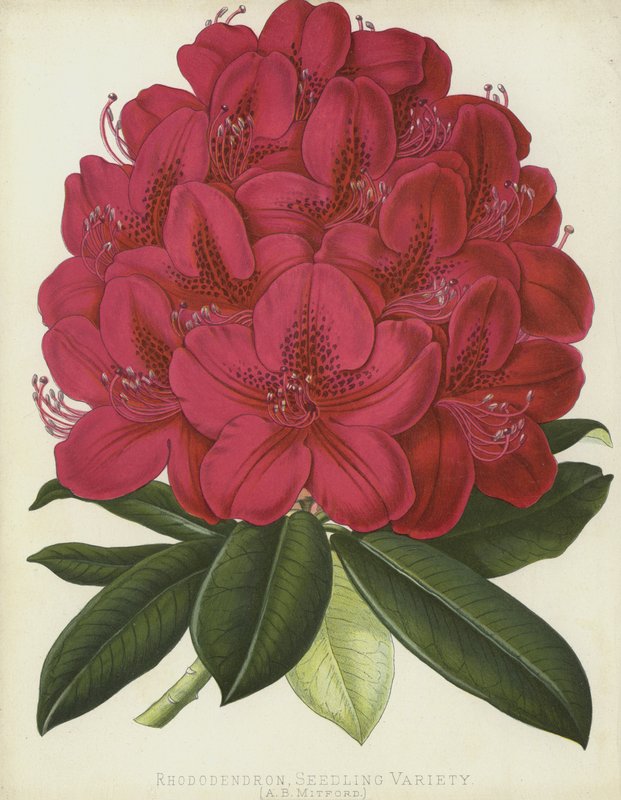 Rhododendron, variedade de mudas, AB Mitford de English School