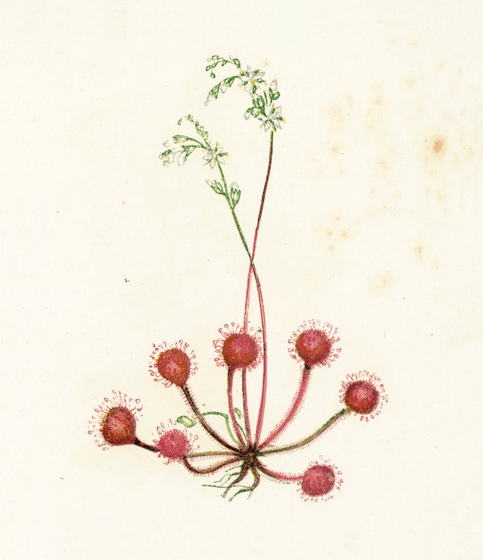 Sundew Redondo-com folhas, Drosera Rotundifolia de English School