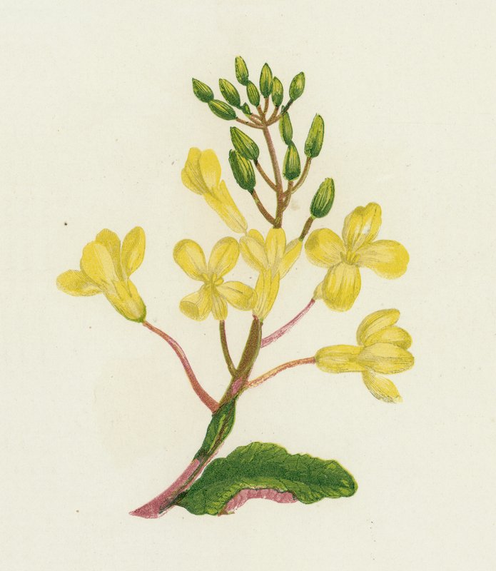 Repolho do Mar, Brassica Oleracea de English School