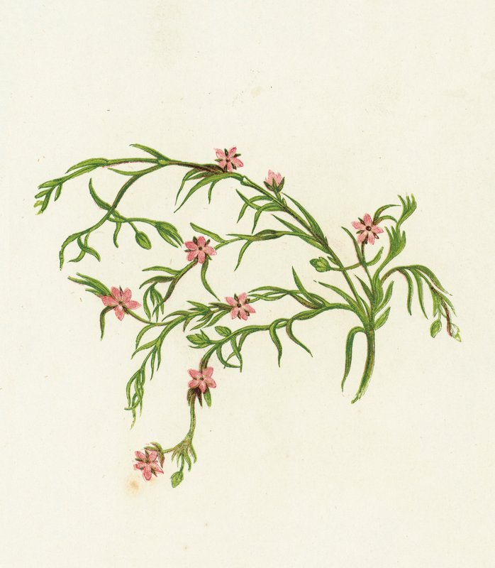 Sea Spurrey Sandwort, Marina de Arenaria de English School