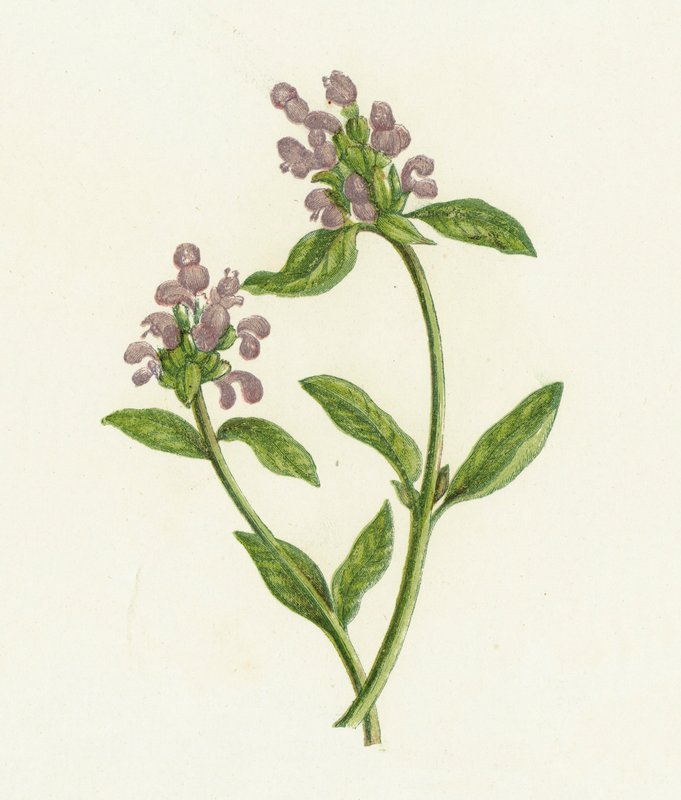 Self-Heal, Prunella Vulgaris de English School