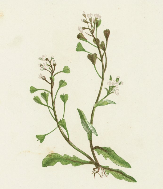 Pastores Bolsa, Capsella Bursa-pastoris de English School