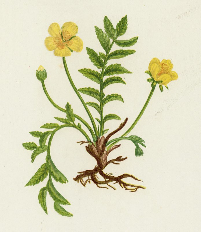 Erva de Prata, Potentilla Anserina de English School