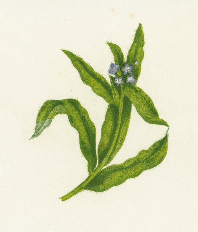 Pequenos Bugloss, Lycopsis Arvensis de English School