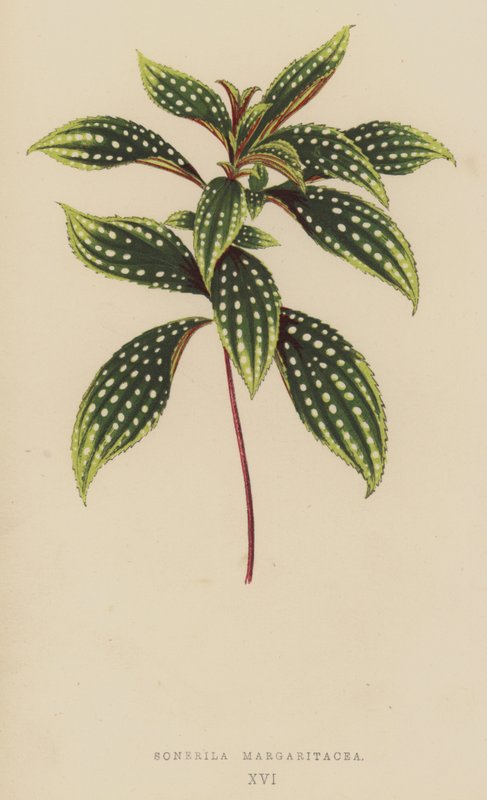 Sonerila Margaritacea de English School
