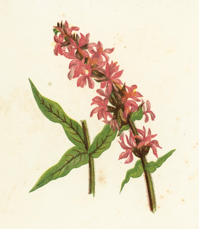 Espinho roxo Loosestrife, Lythrum Salicaria de English School