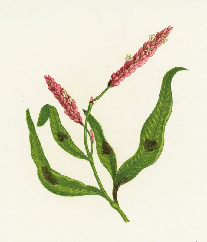 Persicaria Malhada, Polygonum Persicaria de English School