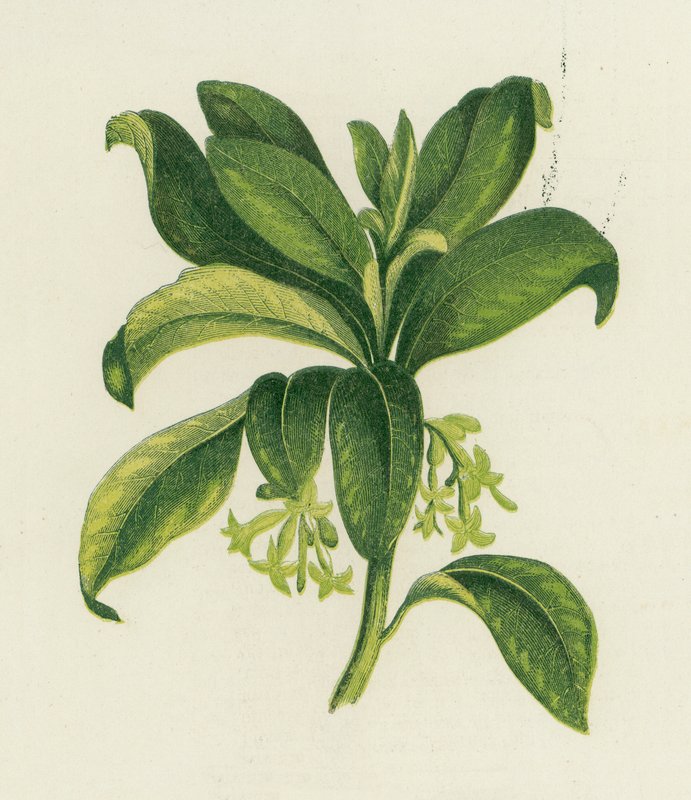 Laurel de Spurge, Daphne Laureola de English School