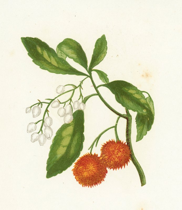 Árvore de Morango, Arbutus Unedo de English School