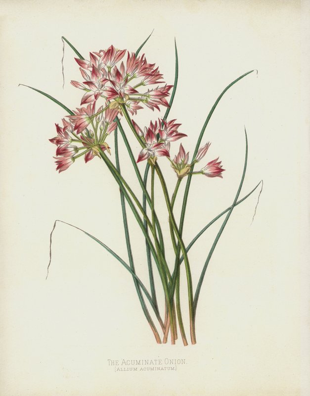 A Cebola Acuminada, Allium Acuminatum de English School