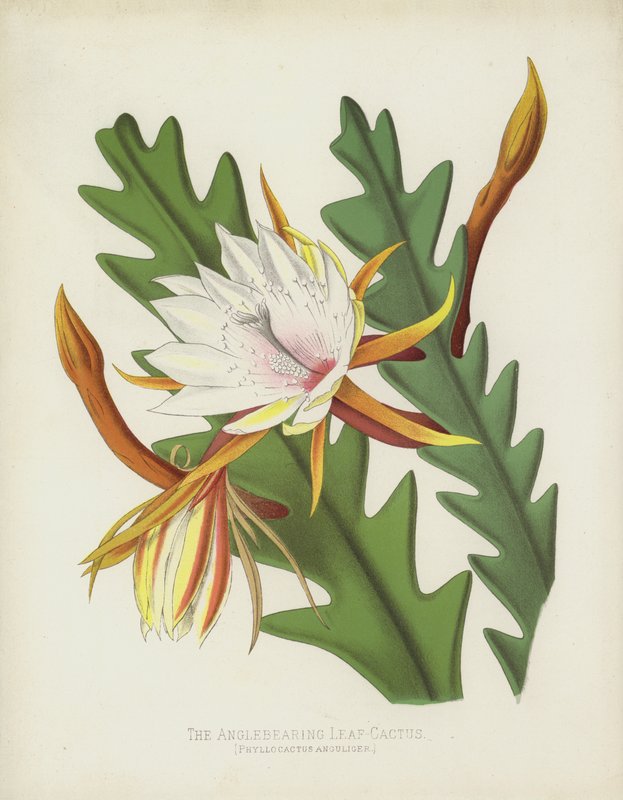 O Cacto-Folha Anguloso, Phyllocactus Anguliger de English School