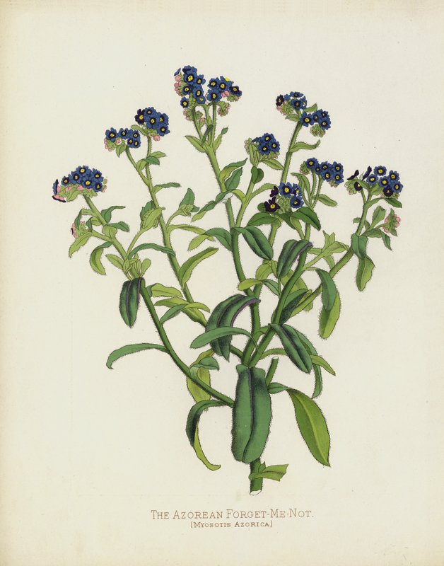 O Esquecer-Me-Açoreano, Myosotis Azorica de English School