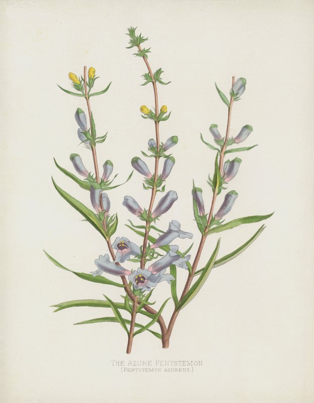 O Pentstemon Azure, Pentstemon Azureus de English School