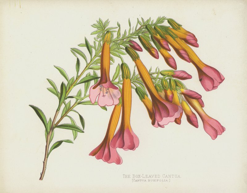 Cantueiro Buxifolia de English School